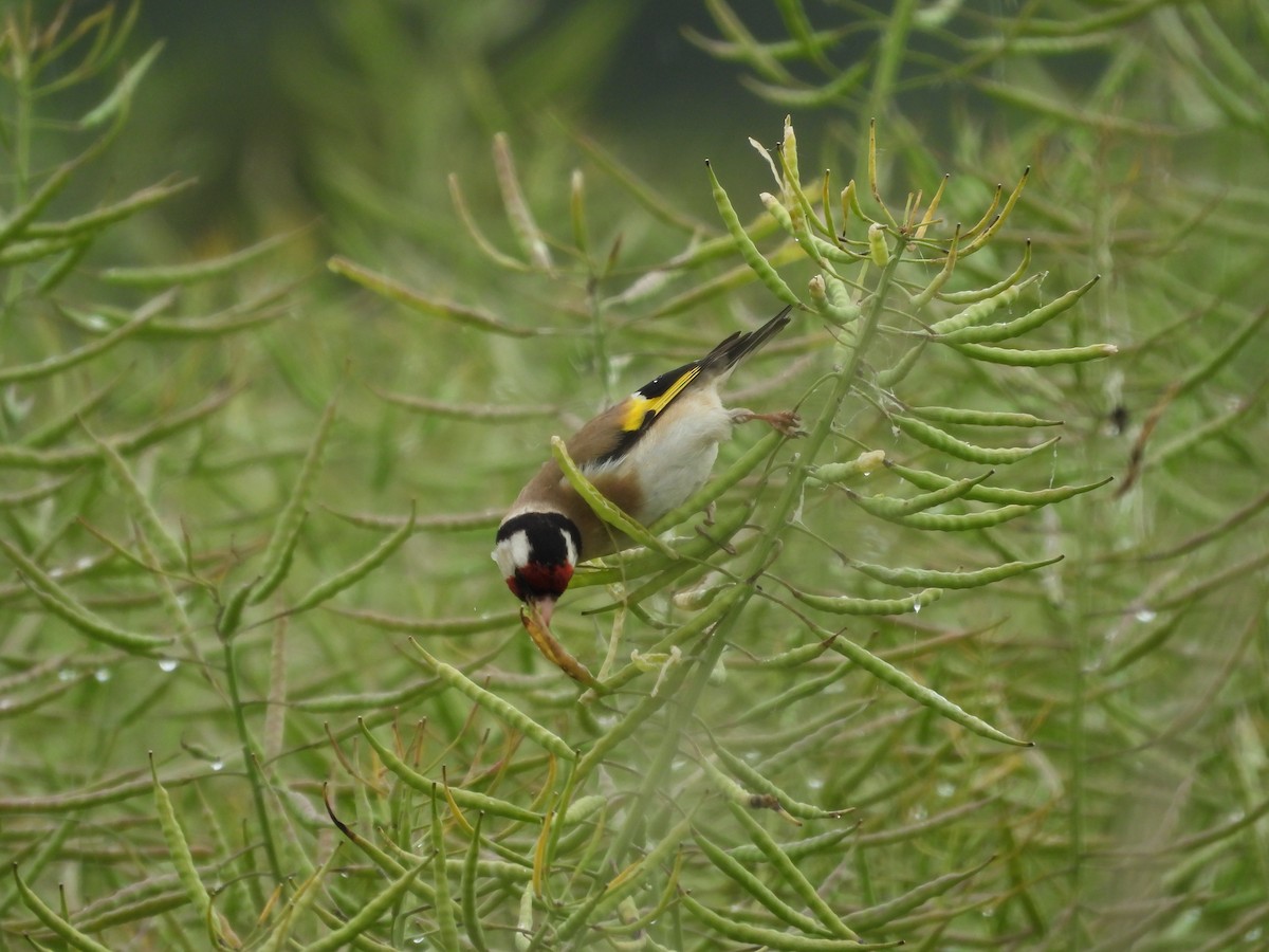 European Goldfinch - Jürgen  Lehnert