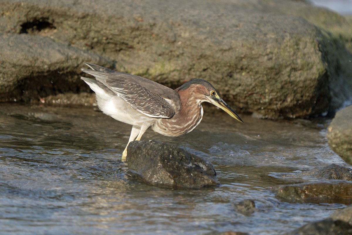 Green Heron - Kenny Frisch