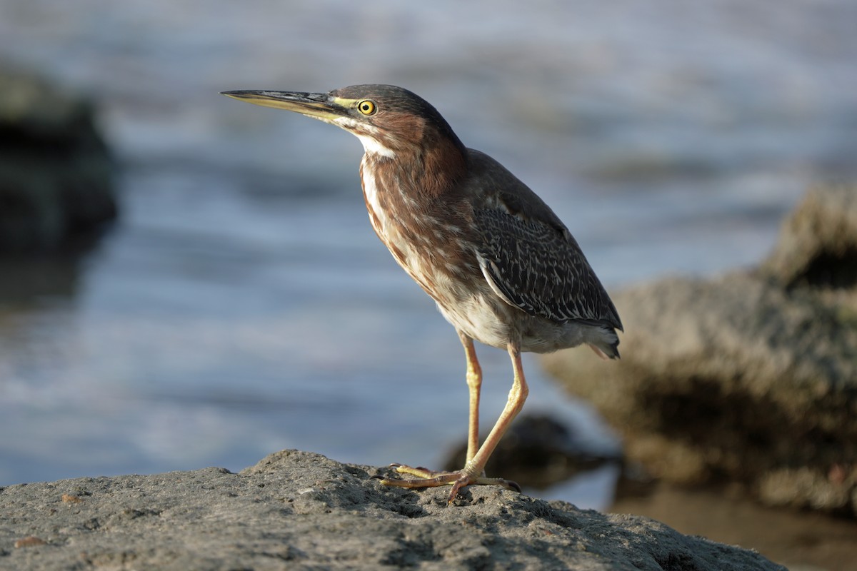 Green Heron - Kenny Frisch