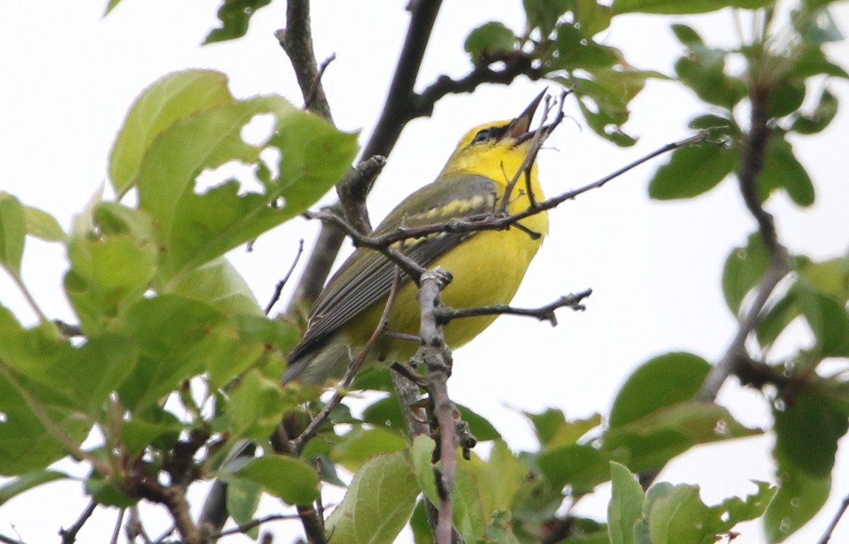 Golden-winged x Blue-winged Warbler (hybrid) - Daniel Lebbin