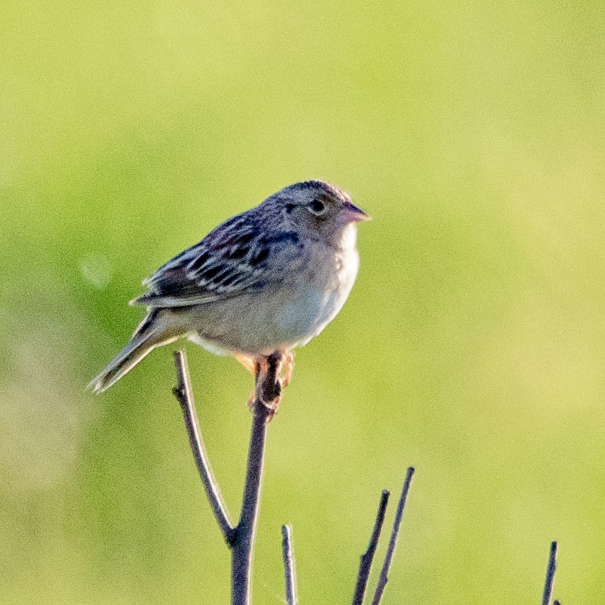 Grasshopper Sparrow - Daniel Day