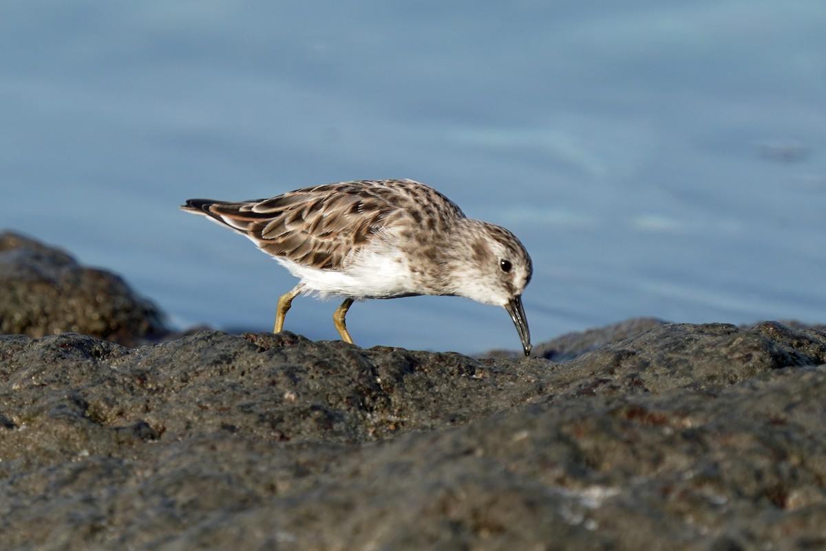 Least Sandpiper - Kenny Frisch