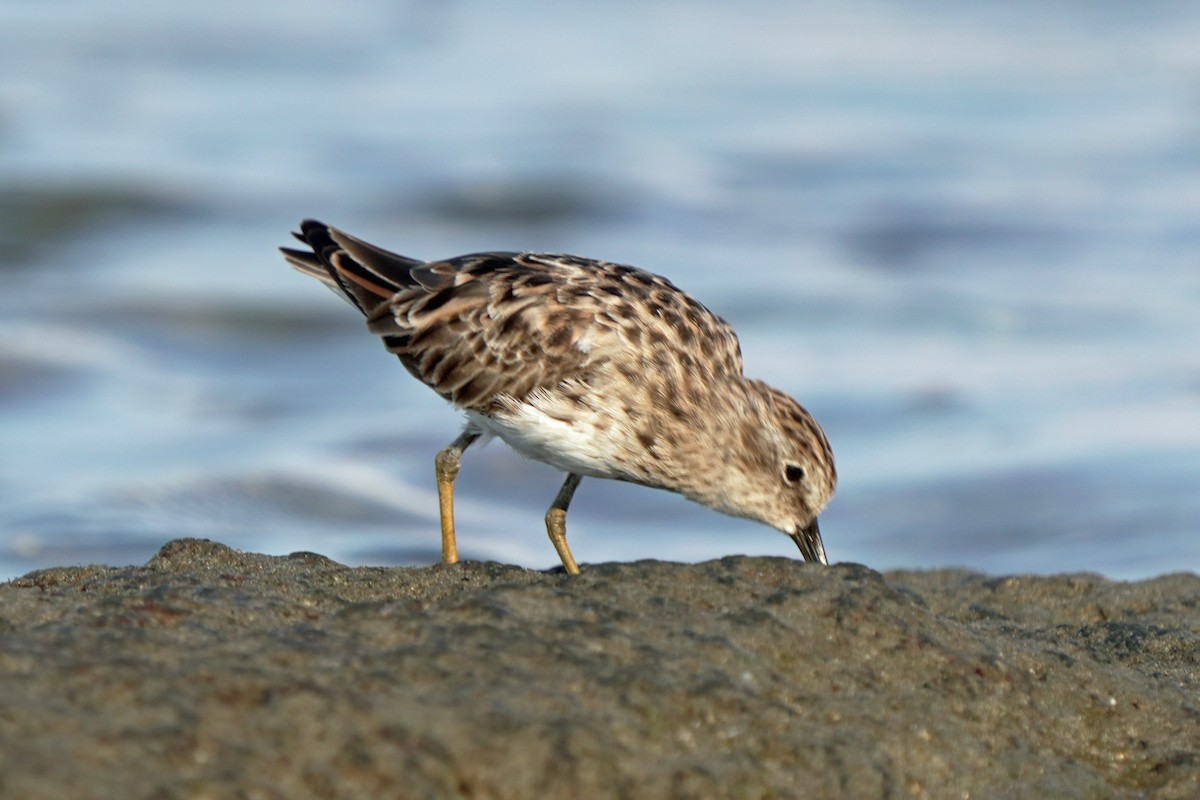 Least Sandpiper - Kenny Frisch