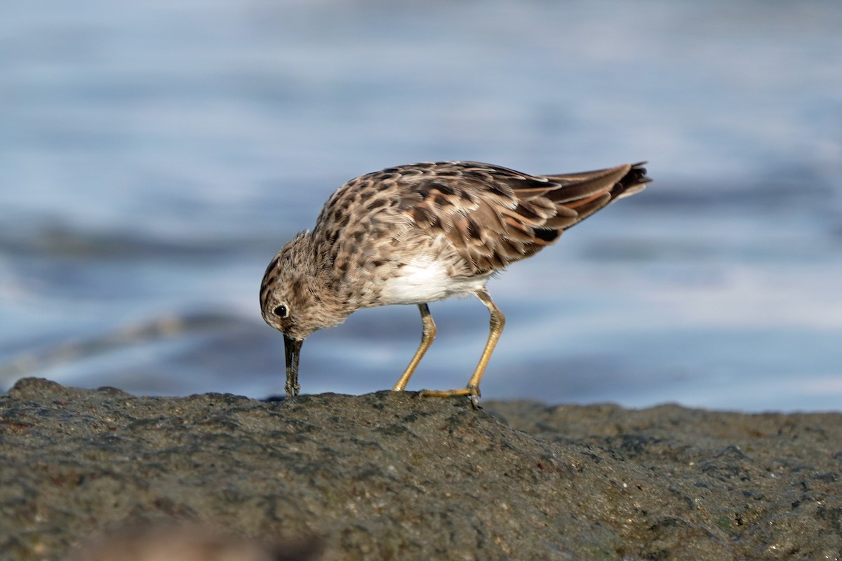 Least Sandpiper - Kenny Frisch