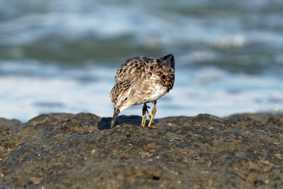 Least Sandpiper - Kenny Frisch