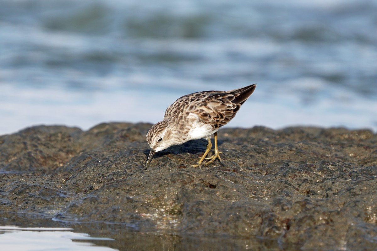 Least Sandpiper - Kenny Frisch