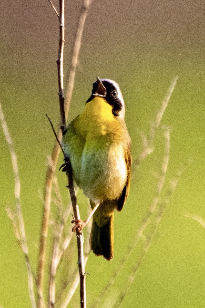 Common Yellowthroat - Daniel Day