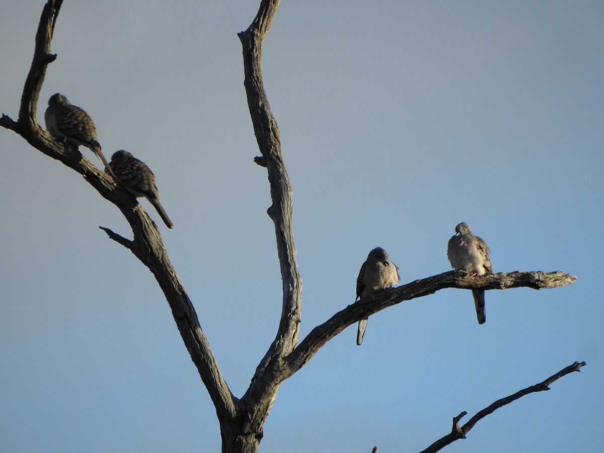 Peaceful Dove - DS Ridley