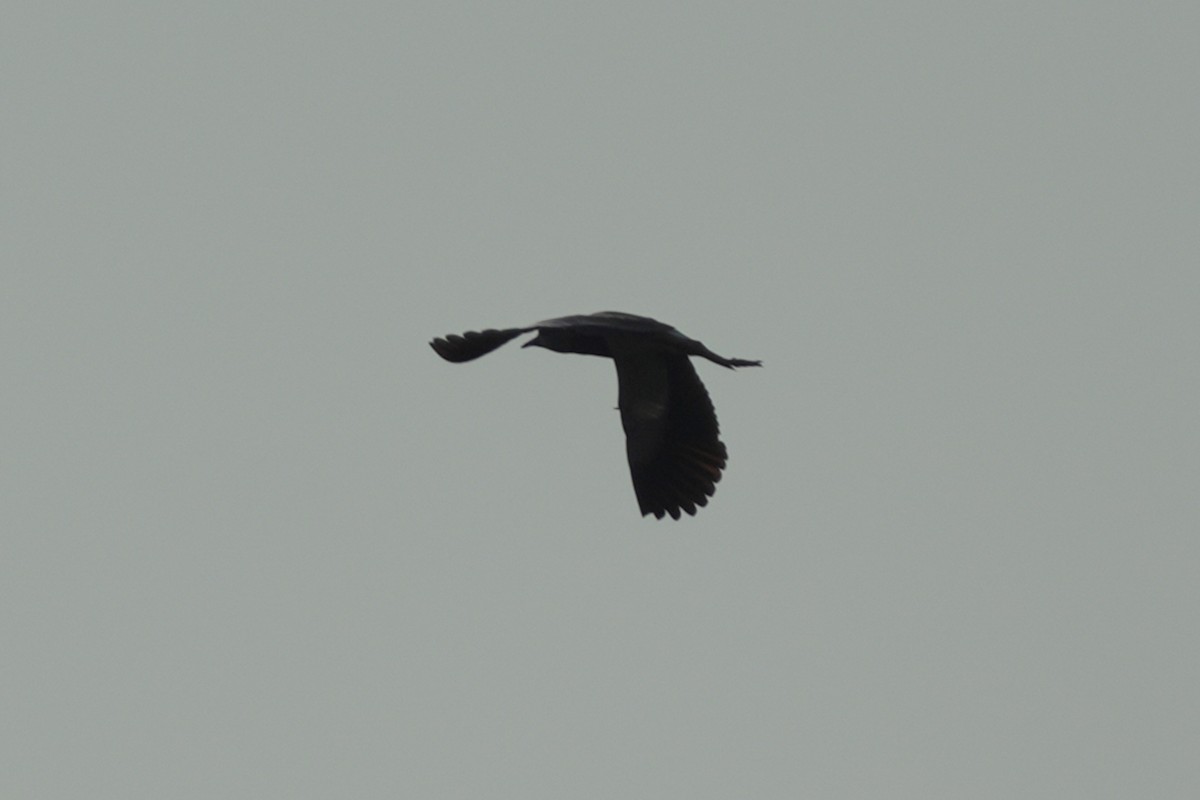 Southern Lapwing - Kenny Frisch