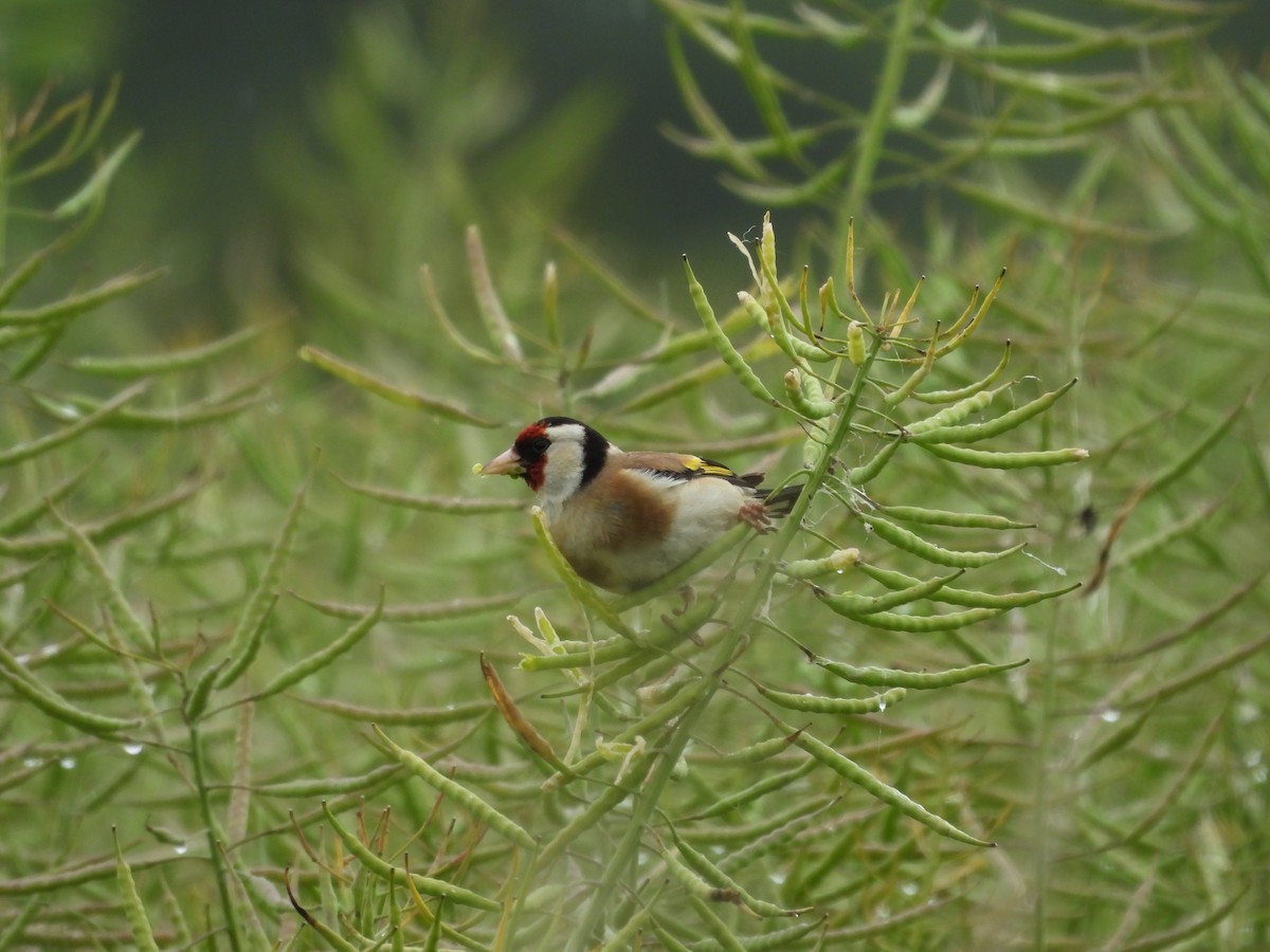 European Goldfinch - Jürgen  Lehnert