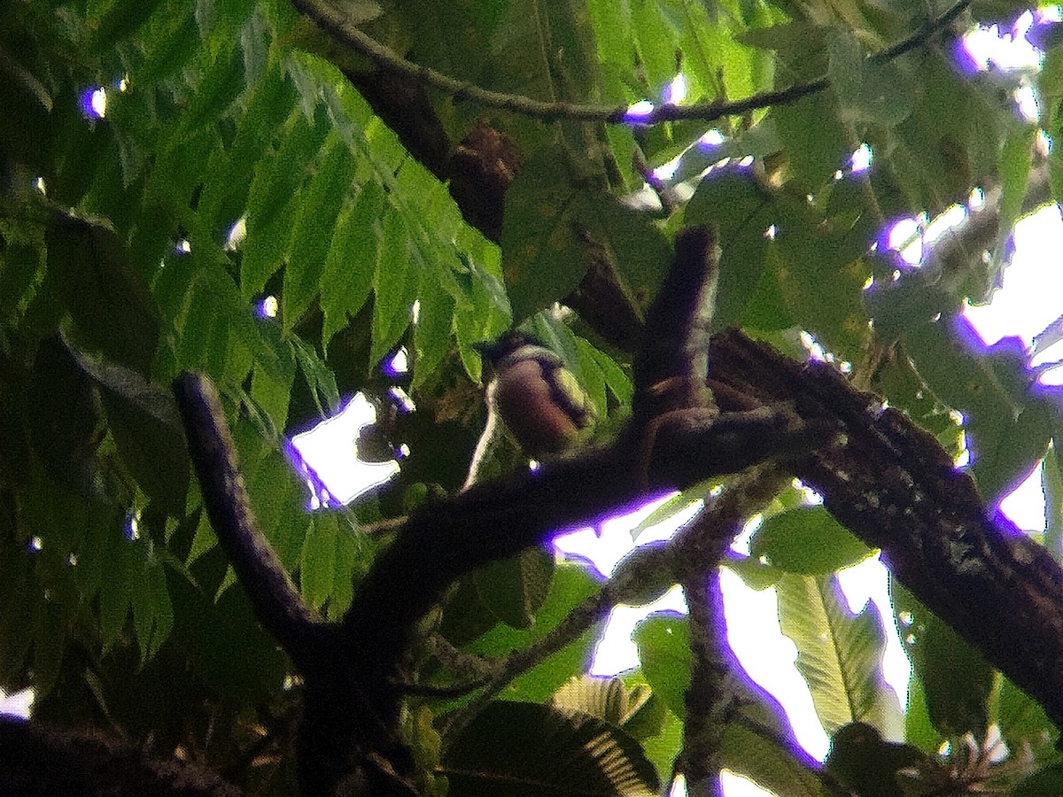 Black-and-yellow Broadbill - Lars Mannzen