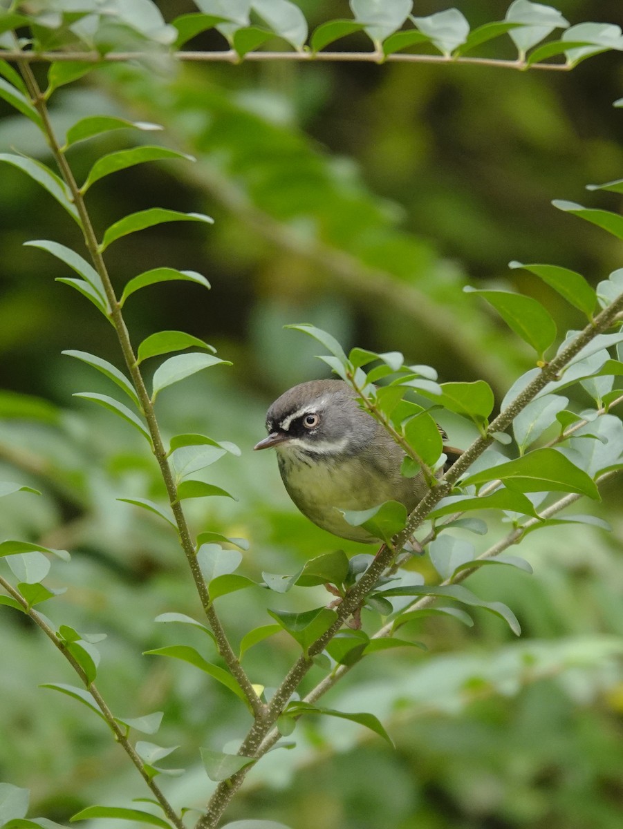 White-browed Scrubwren - Eric Finley