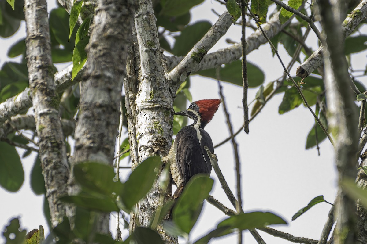 Lineated Woodpecker - George Roussey