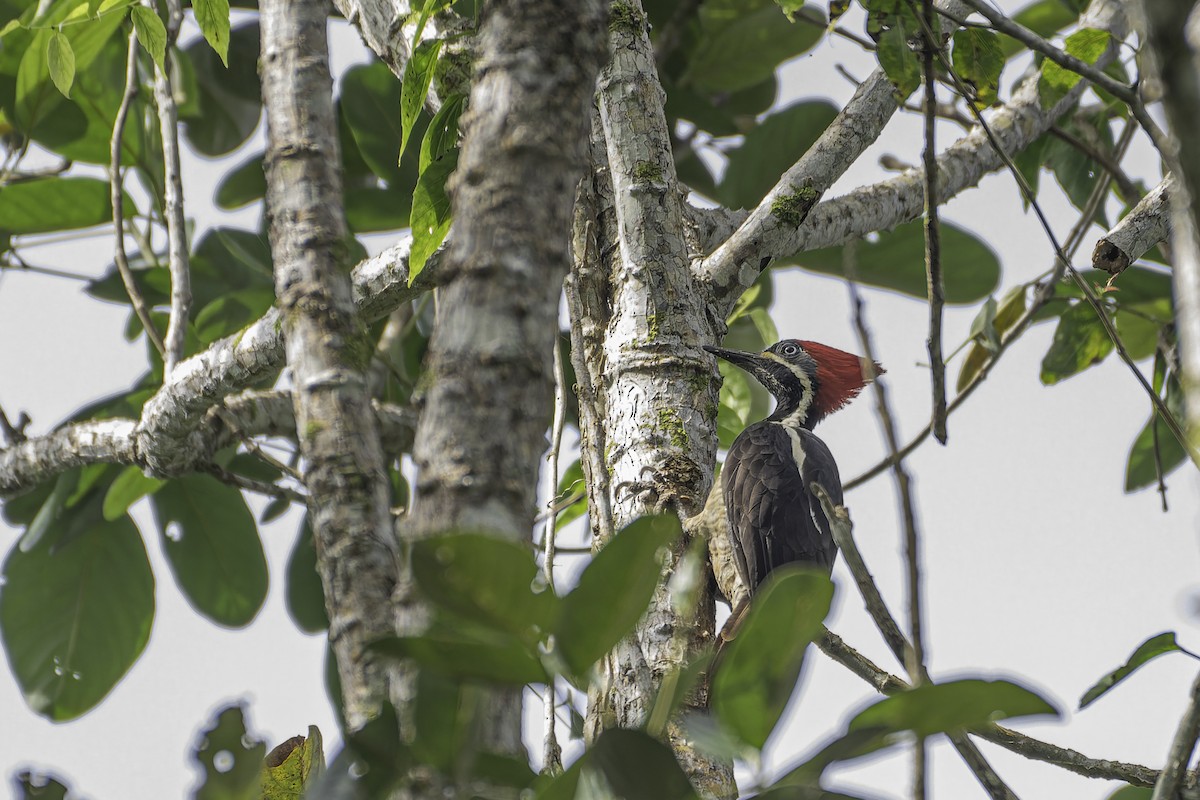 Lineated Woodpecker - George Roussey