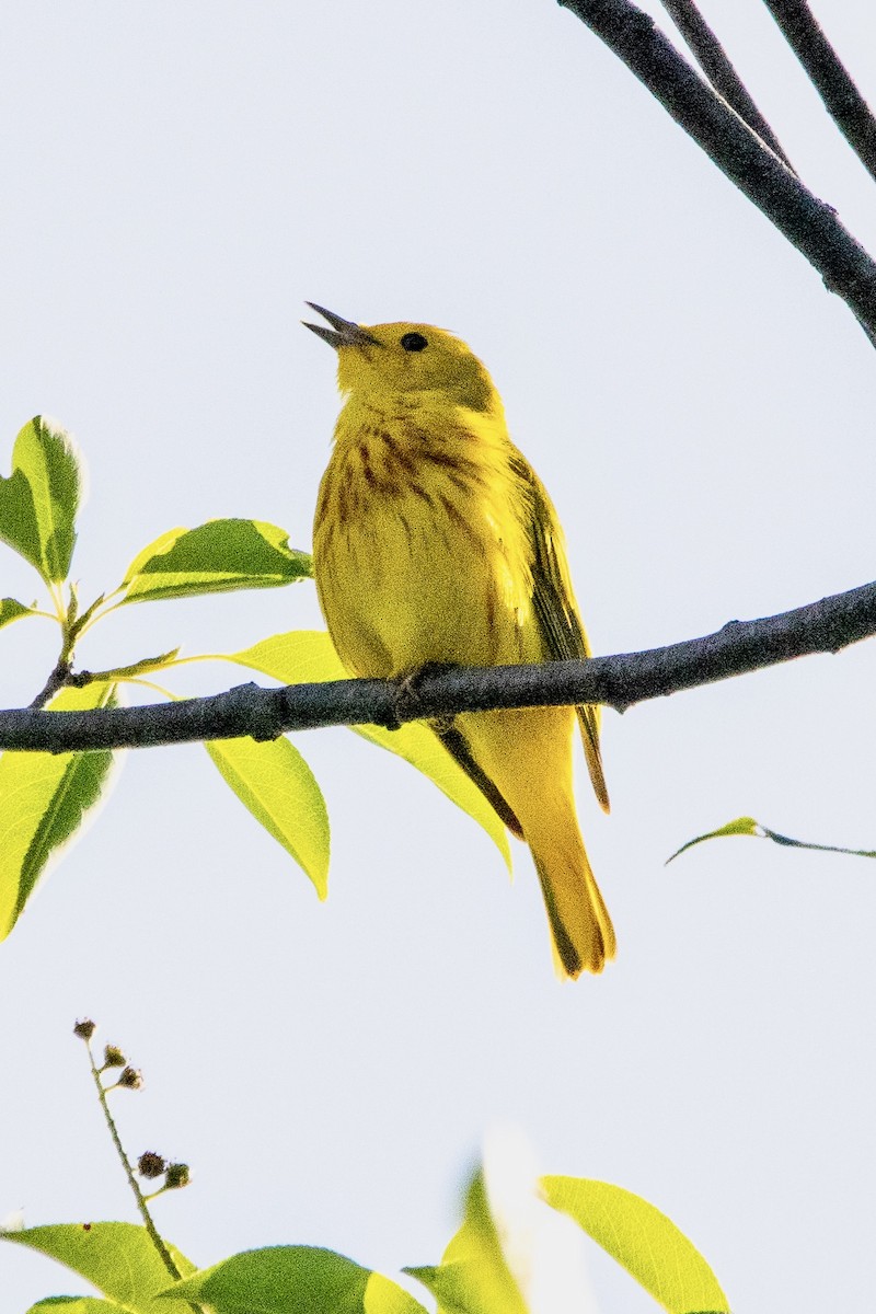 Yellow Warbler - Daniel Day