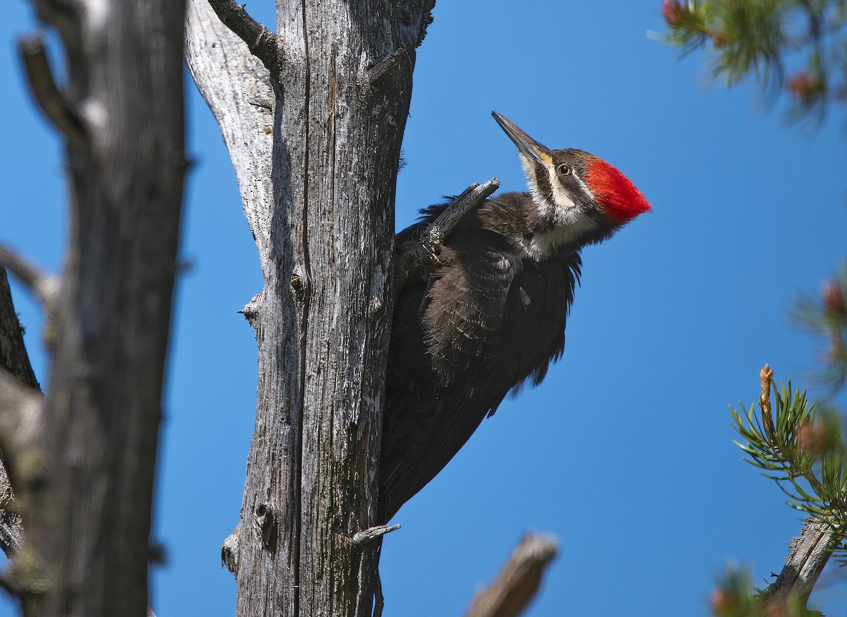 Pileated Woodpecker - Mark  Herbert