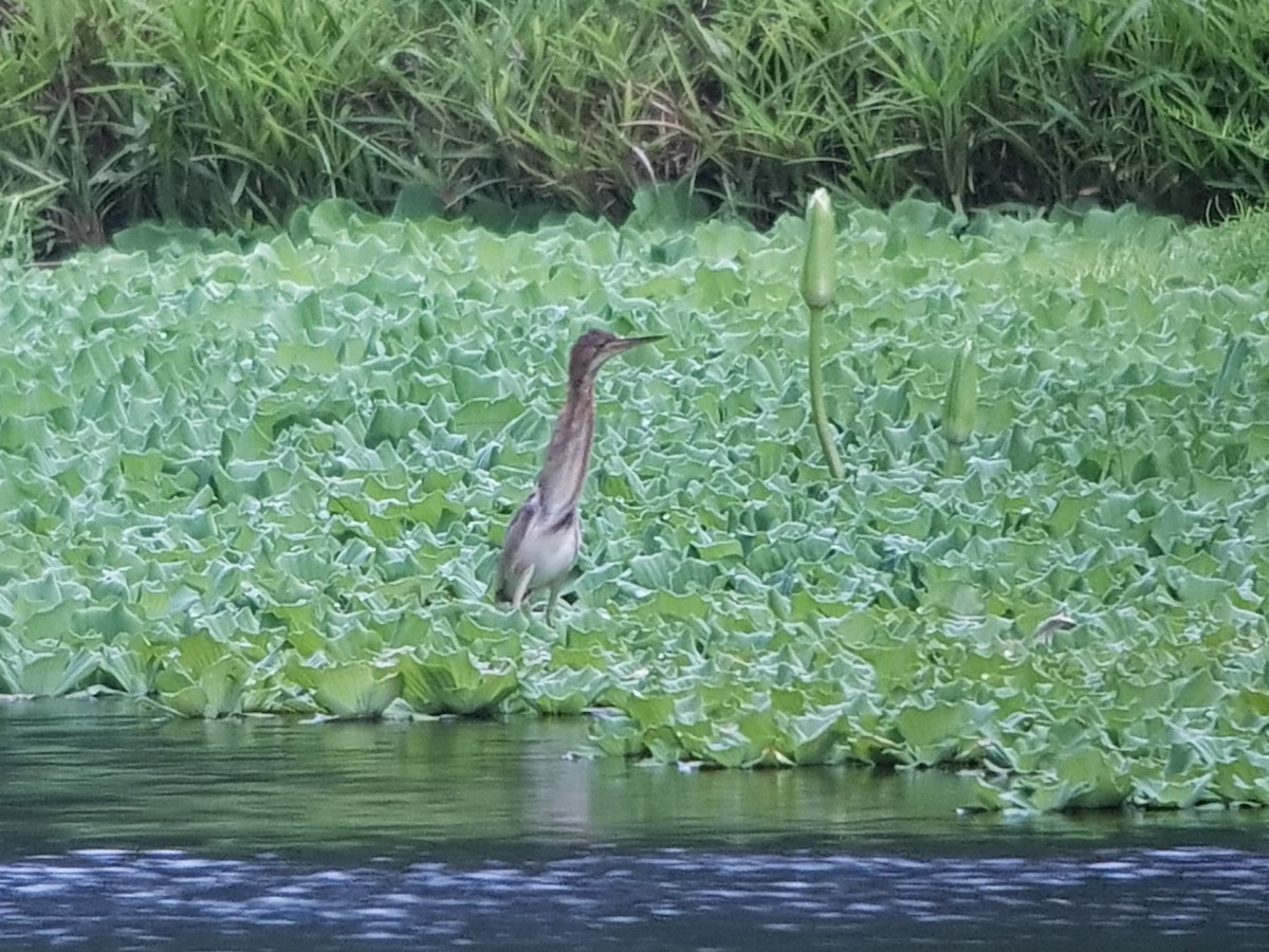 Yellow Bittern - ML619563011