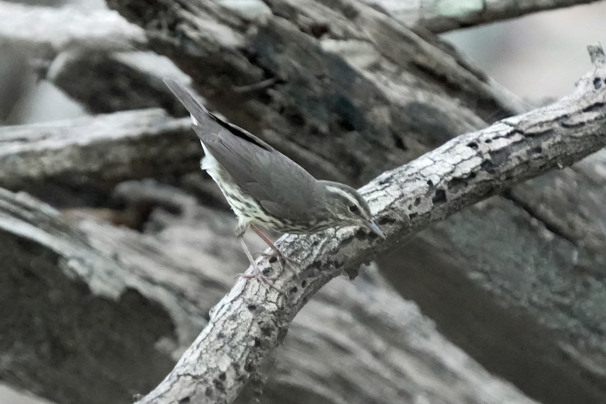 Northern Waterthrush - Kenny Frisch