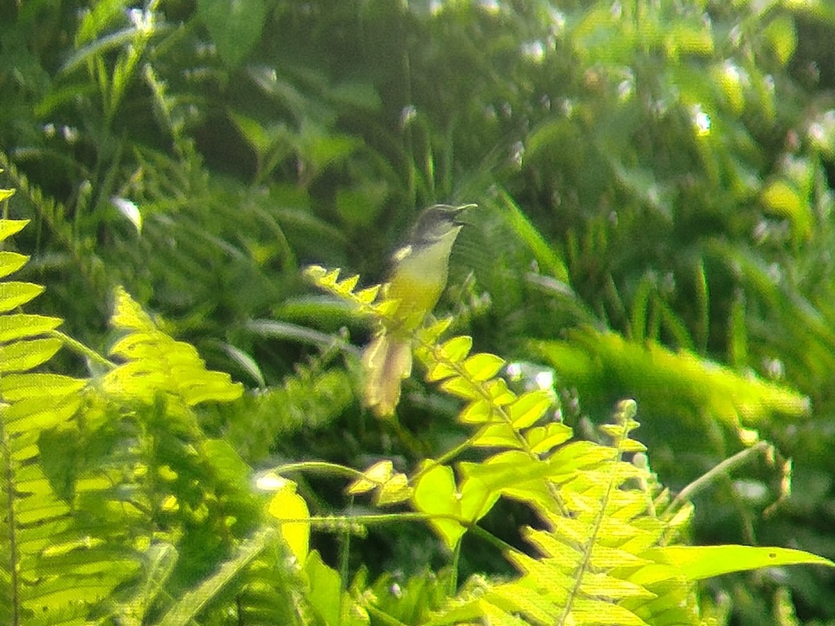 Yellow-bellied Prinia - Lars Mannzen