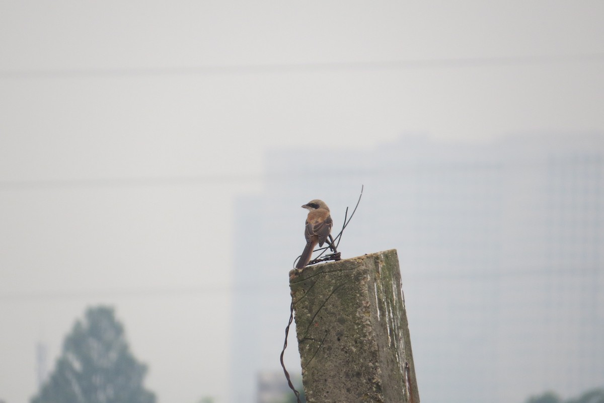 Long-tailed Shrike - Anonymous