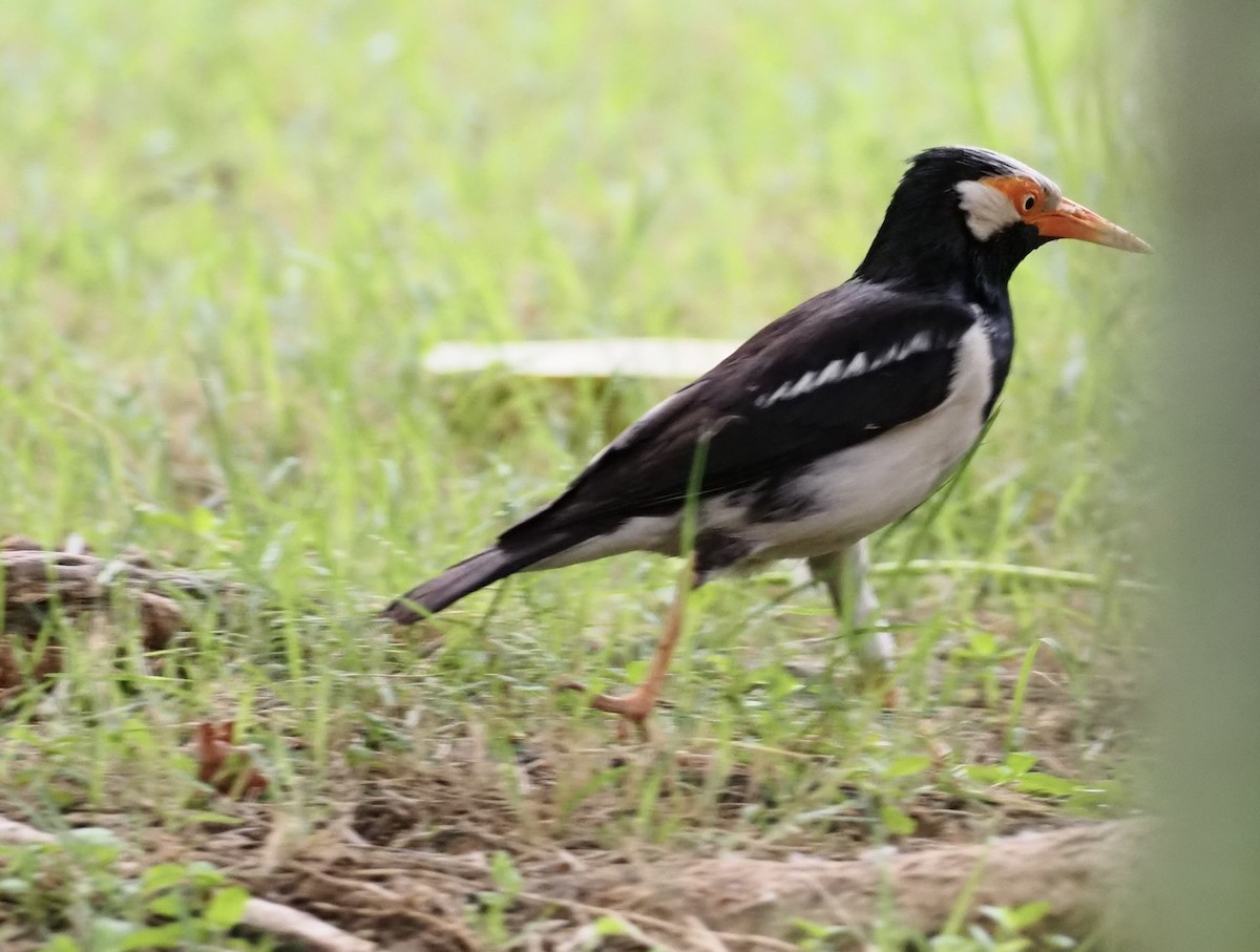 Siamese Pied Starling - 芳色 林