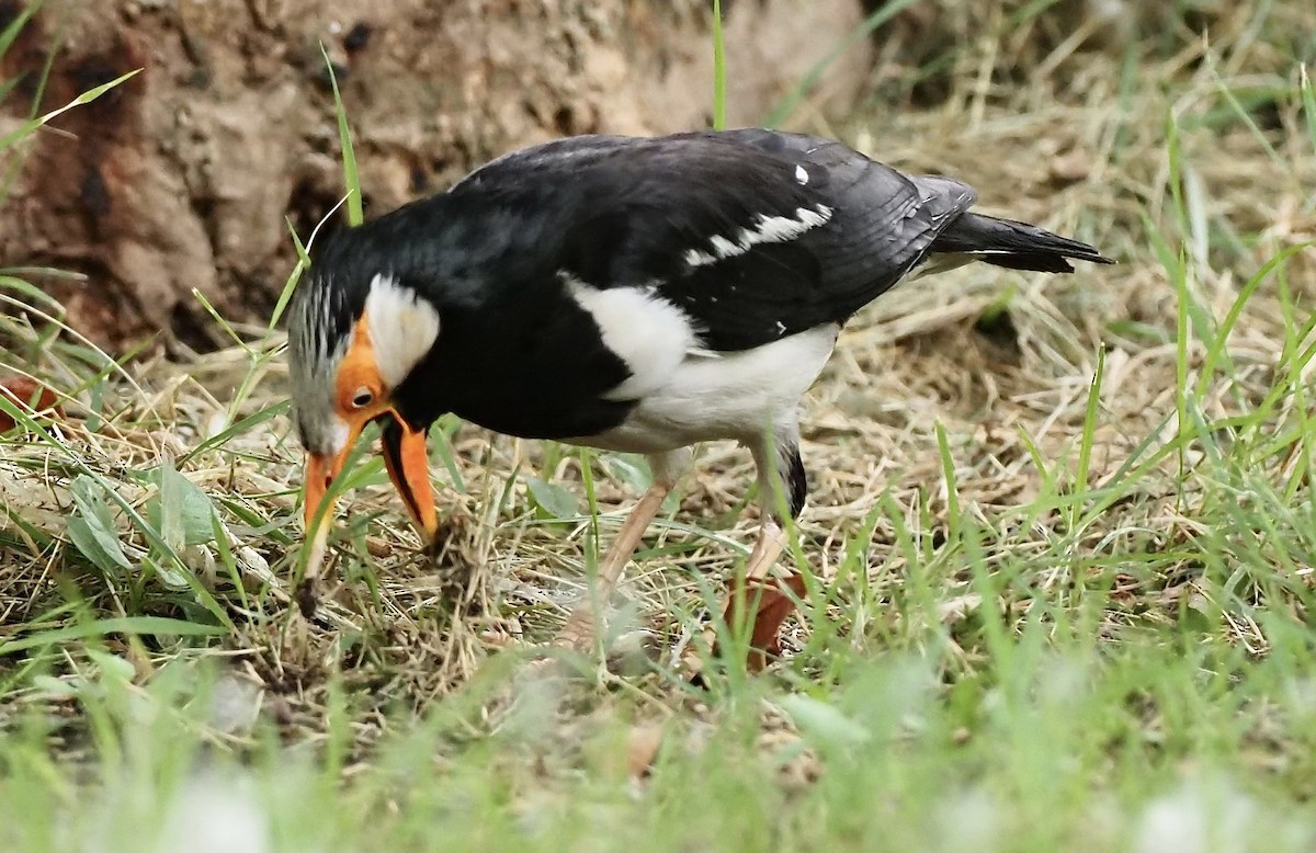 Siamese Pied Starling - 芳色 林