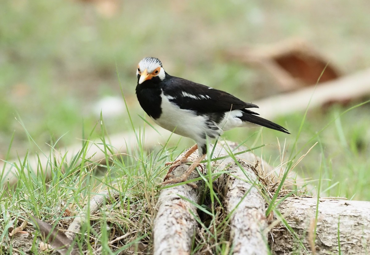 Siamese Pied Starling - 芳色 林