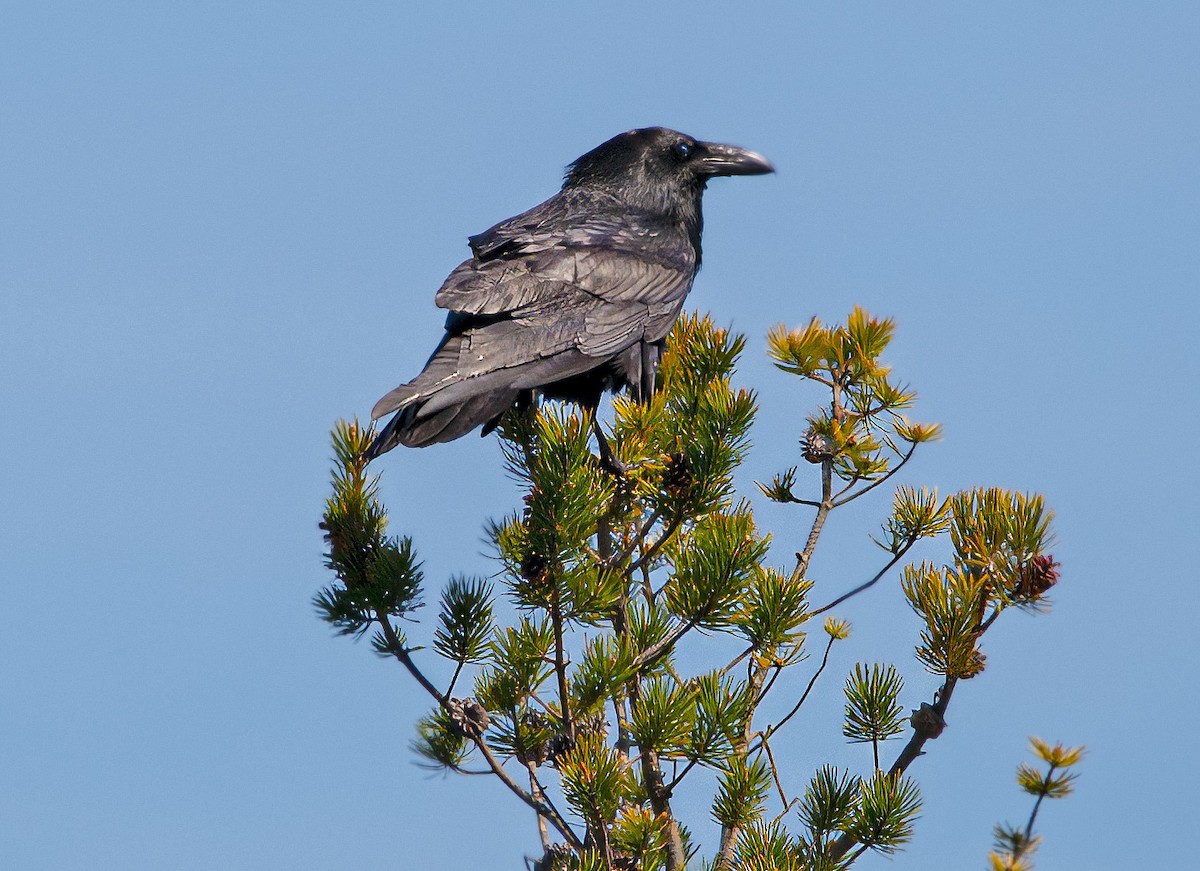 Common Raven - Mark  Herbert