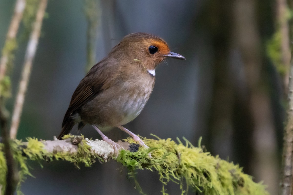 Rufous-browed Flycatcher - Lenny Xu