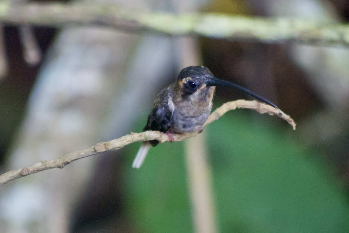 kolibřík tmavolící - ML619563035