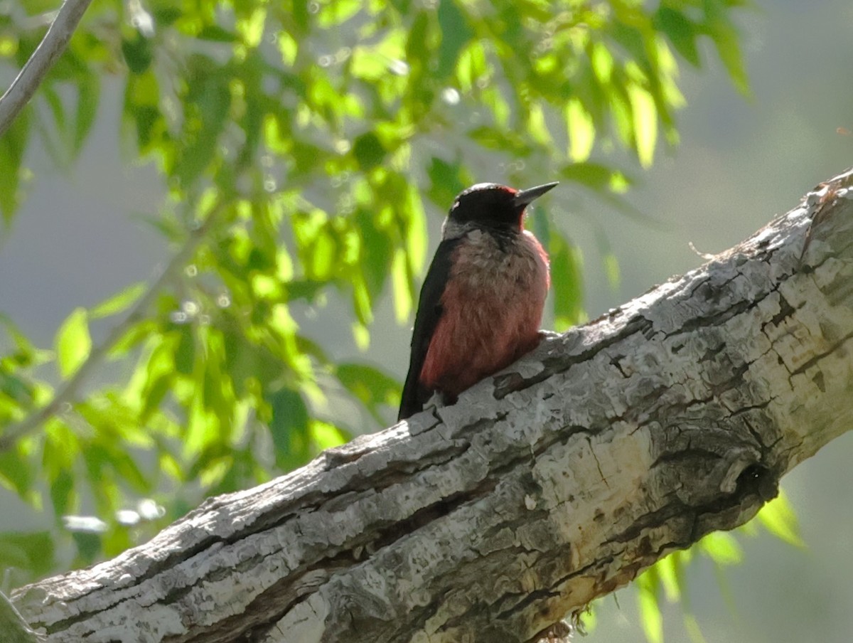 Lewis's Woodpecker - Chris Gilbert