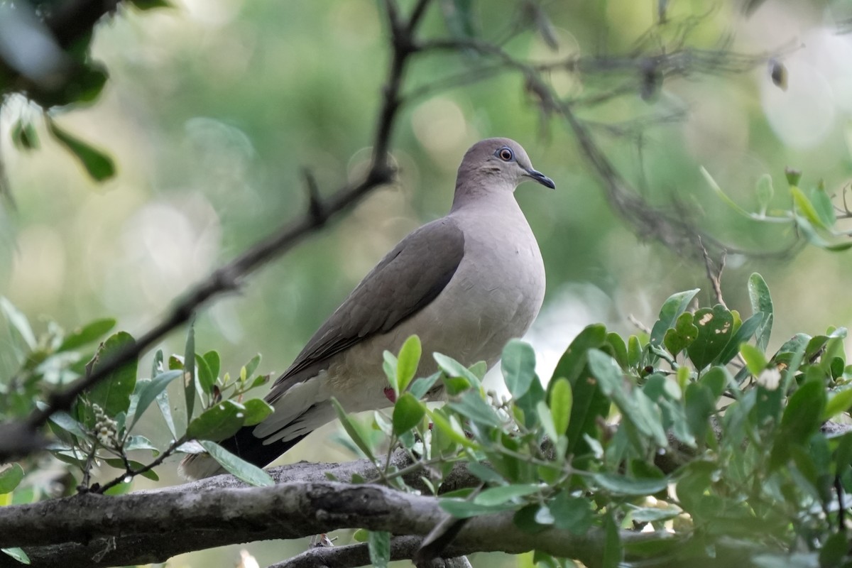 White-tipped Dove - Kenny Frisch