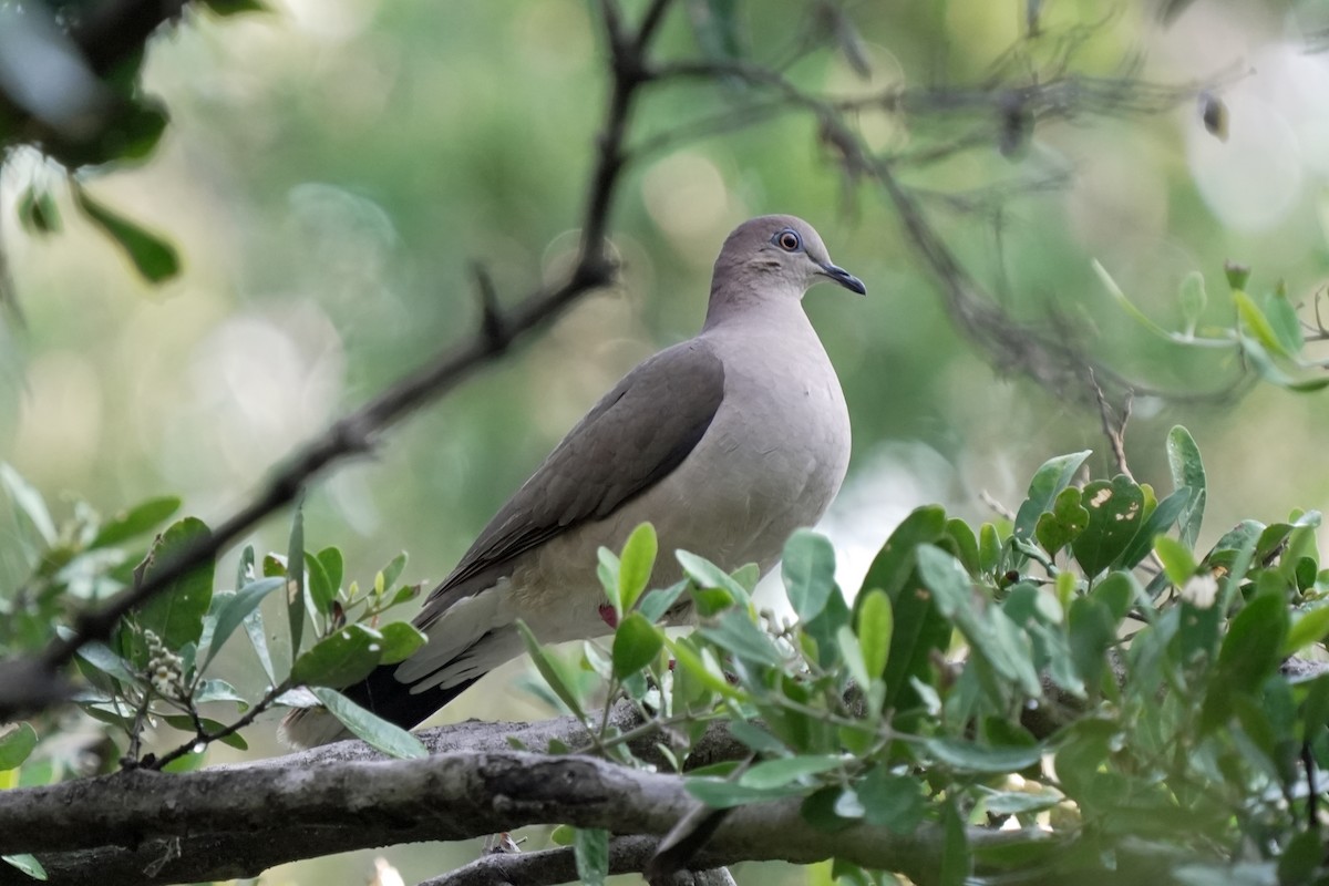 White-tipped Dove - ML619563037