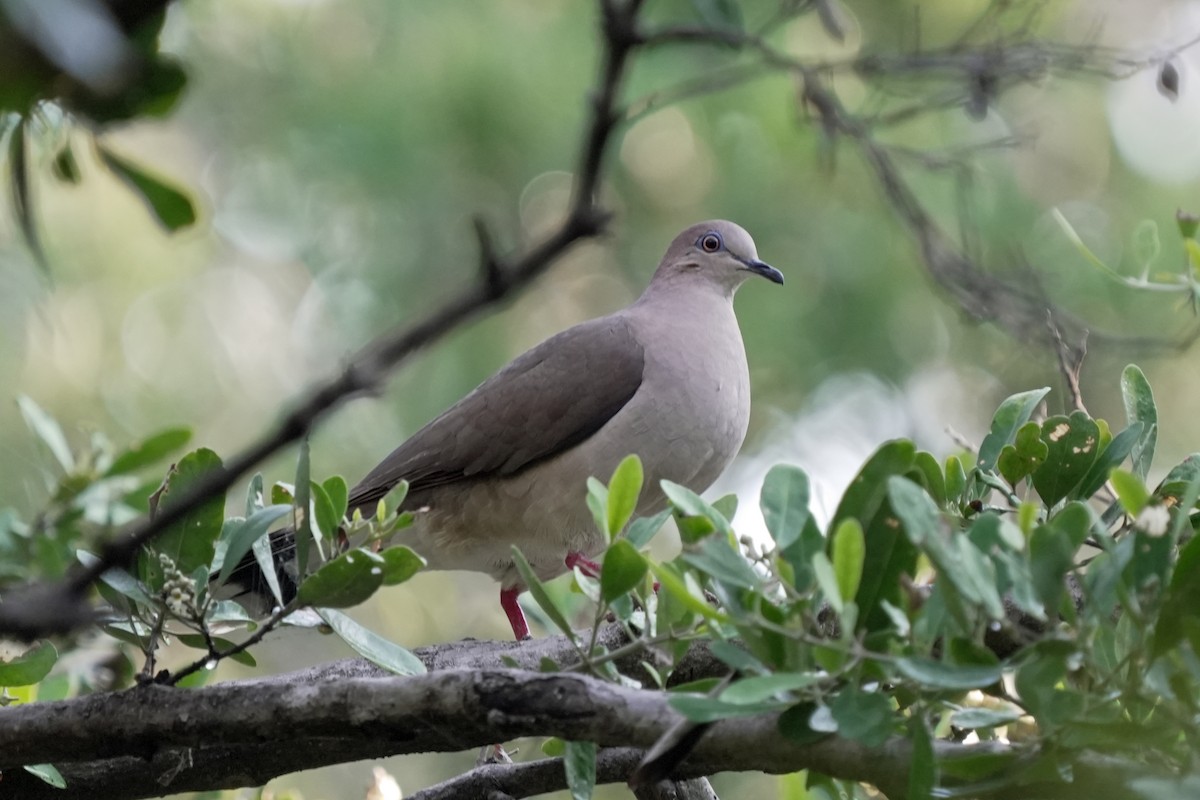 White-tipped Dove - ML619563038