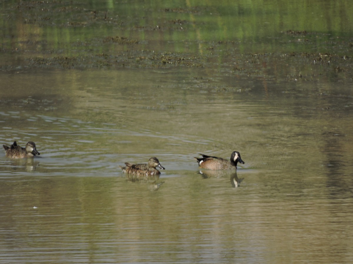 Blue-winged Teal - Francisco J. Muñoz Nolasco