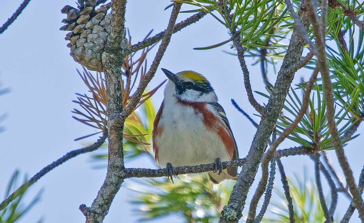 Chestnut-sided Warbler - ML619563040