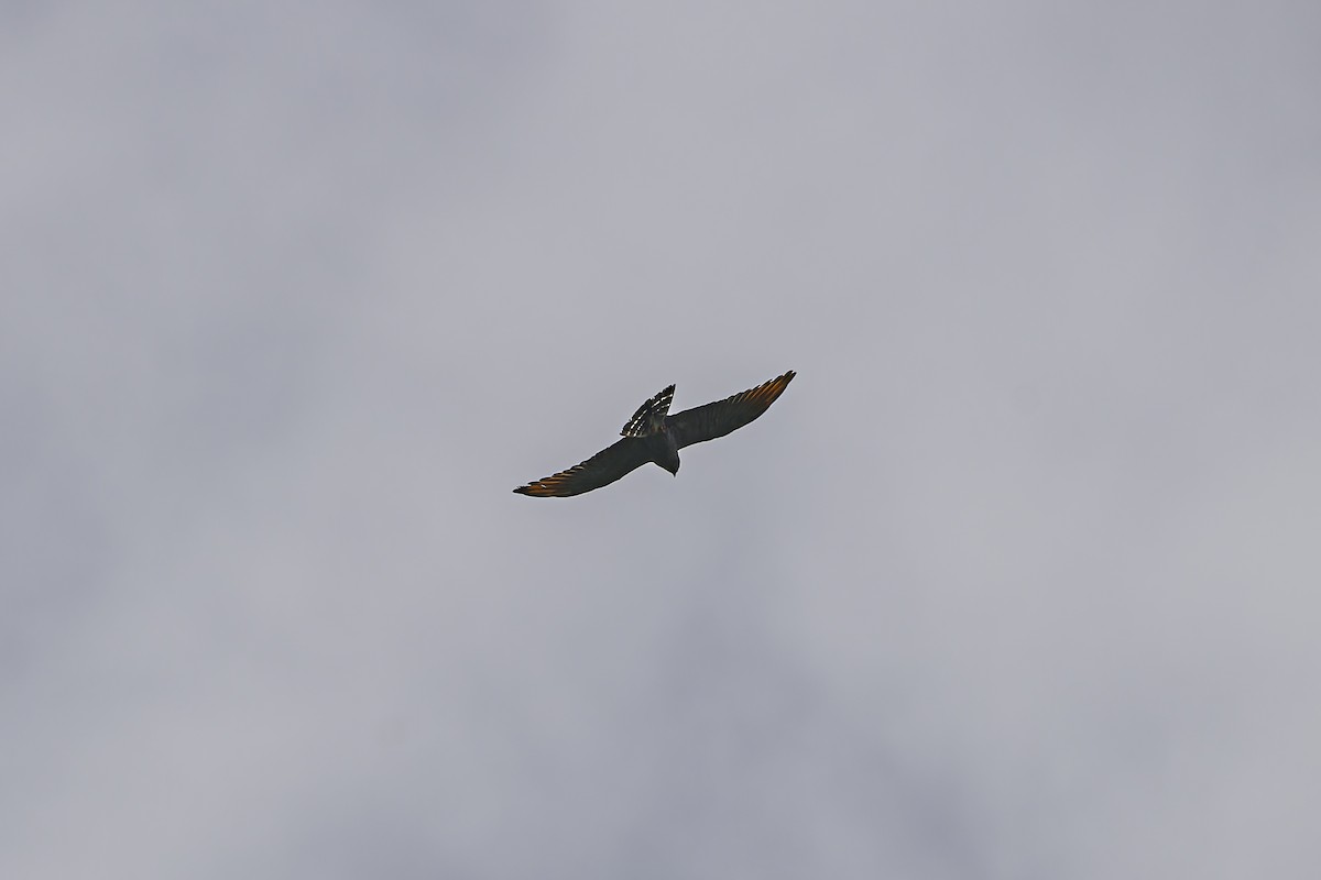 Plumbeous Kite - George Roussey