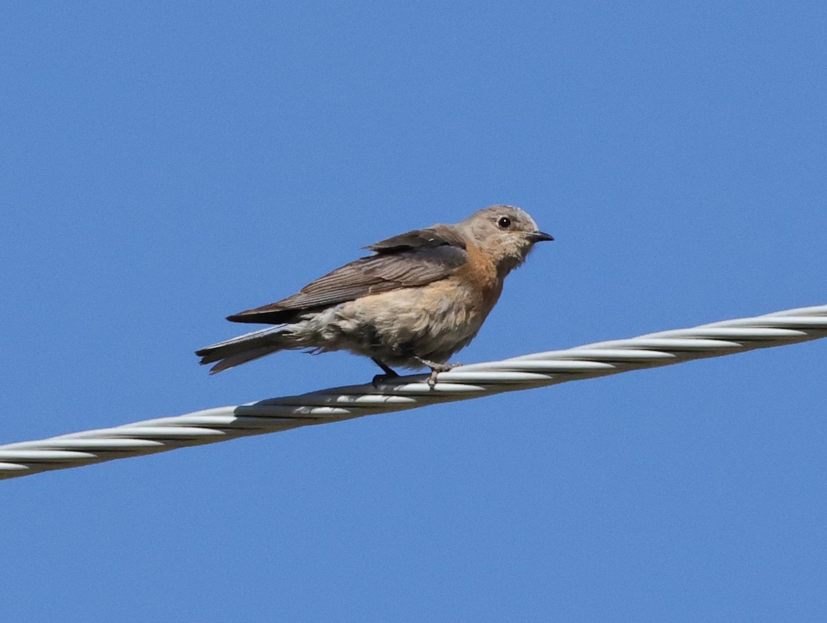 Western Bluebird - Chris Gilbert