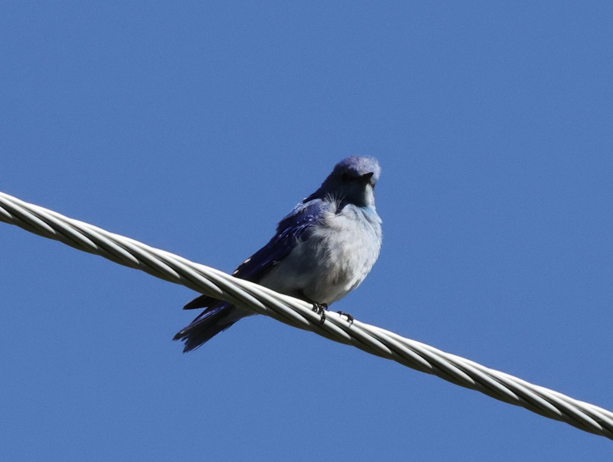 Mountain Bluebird - Chris Gilbert