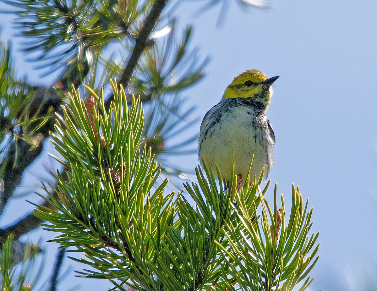 Black-throated Green Warbler - Mark  Herbert