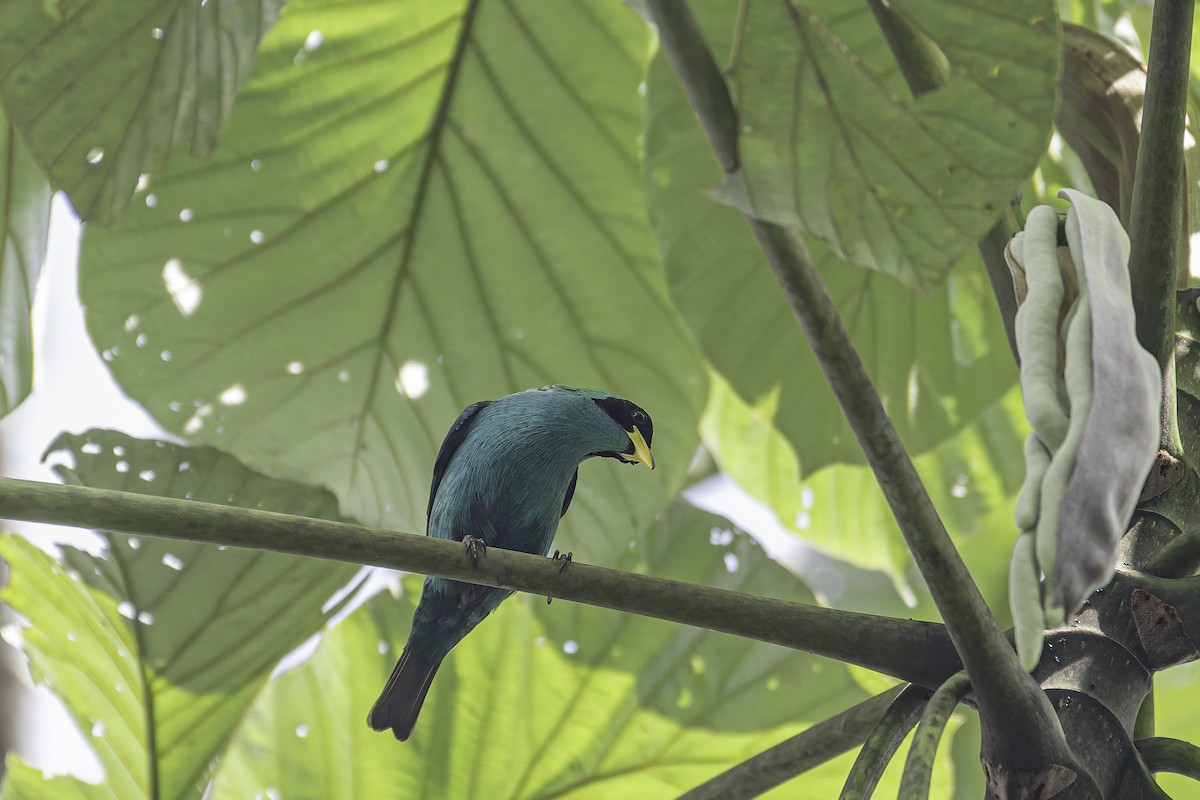 Green Honeycreeper - George Roussey