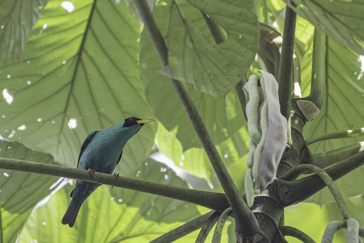 Green Honeycreeper - George Roussey