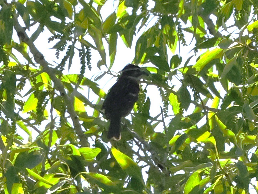 Black-headed Grosbeak - Chris Gilbert