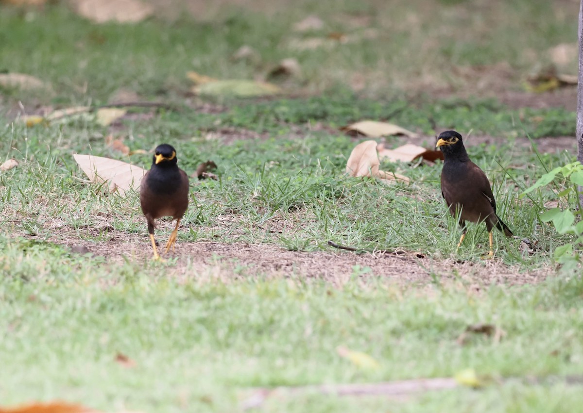 Common Myna - 芳色 林