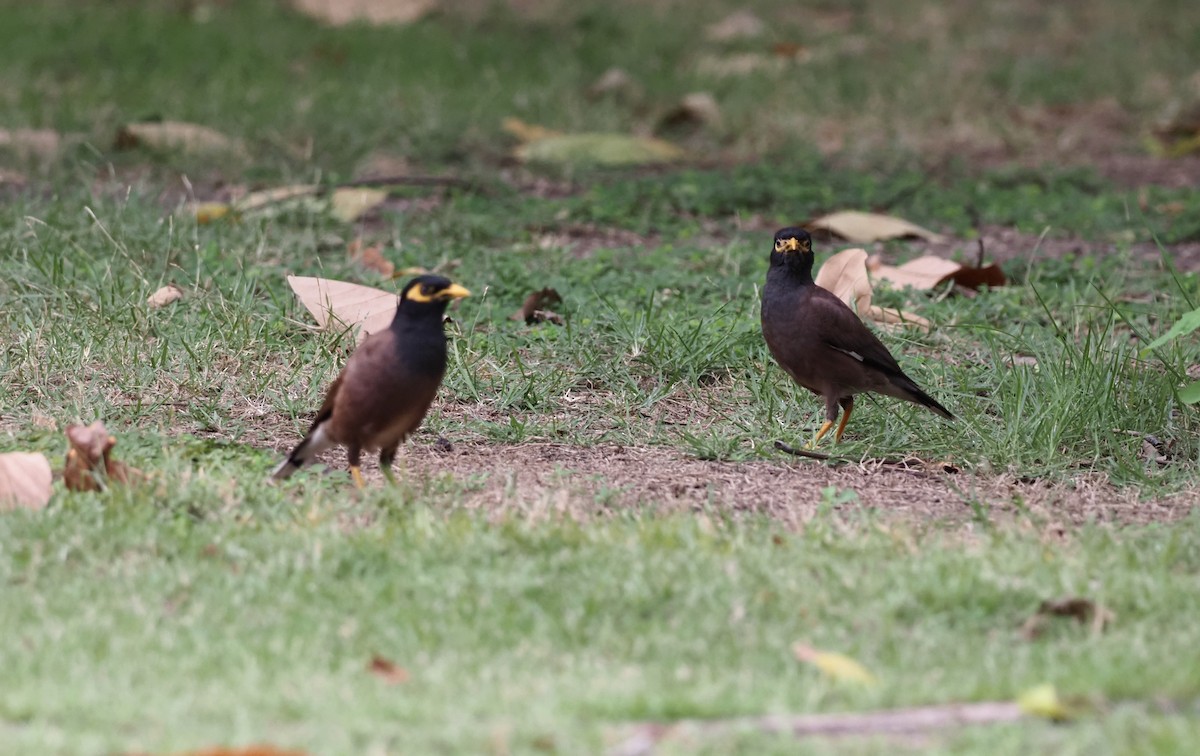 Common Myna - 芳色 林