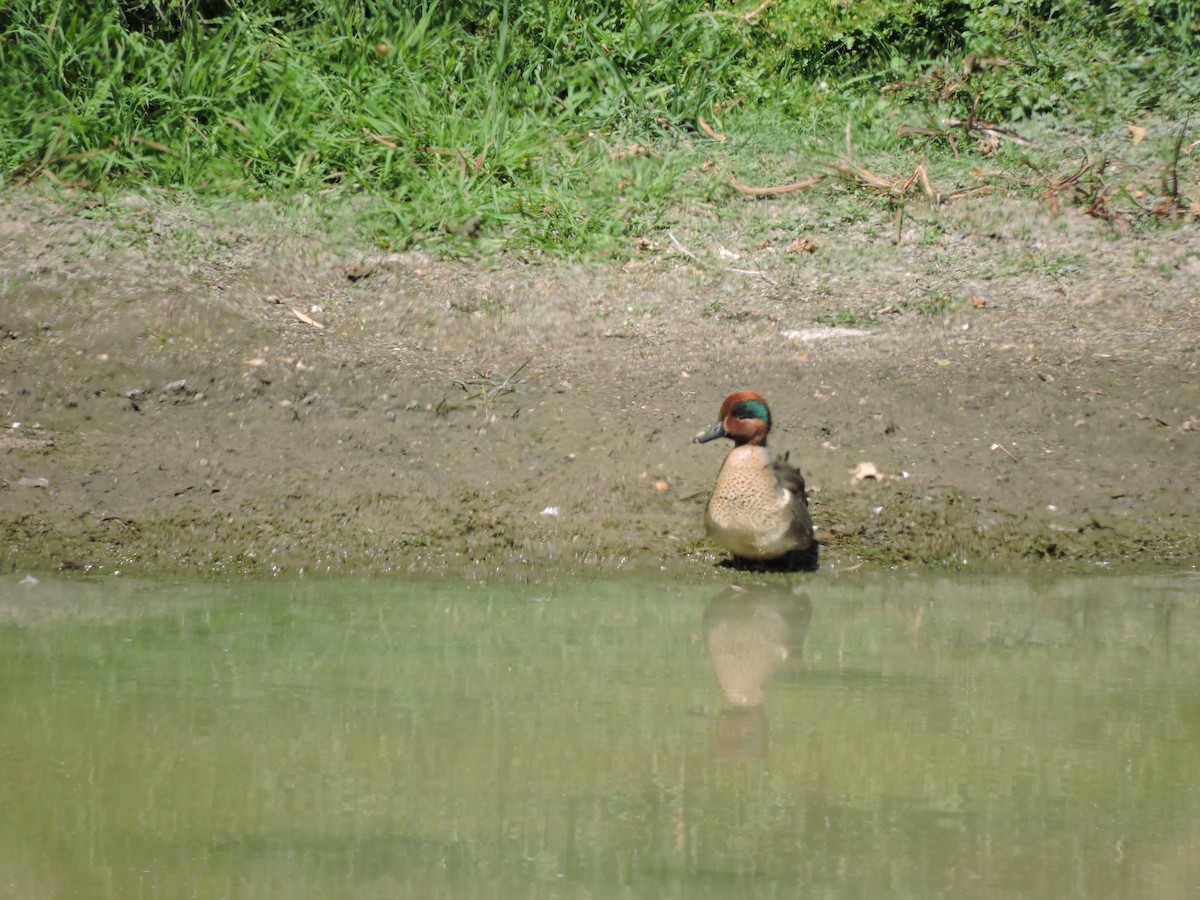 Green-winged Teal - Francisco J. Muñoz Nolasco