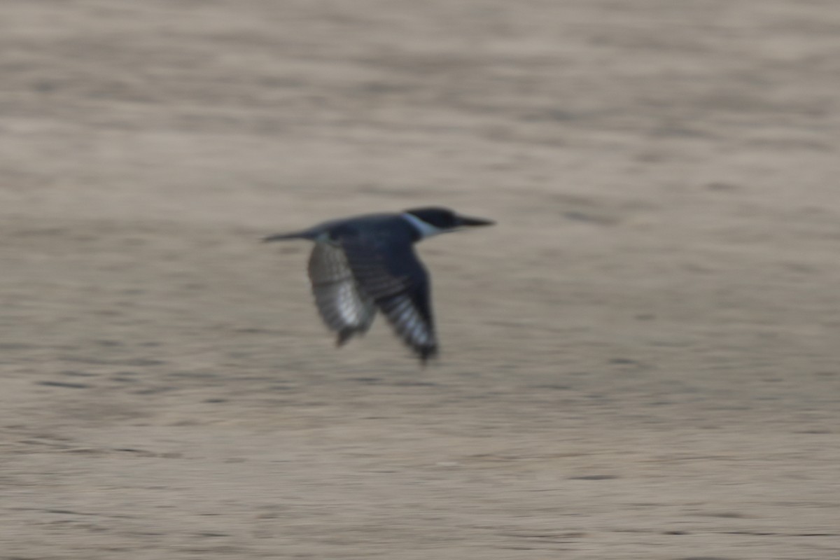 Belted Kingfisher - Kenny Frisch