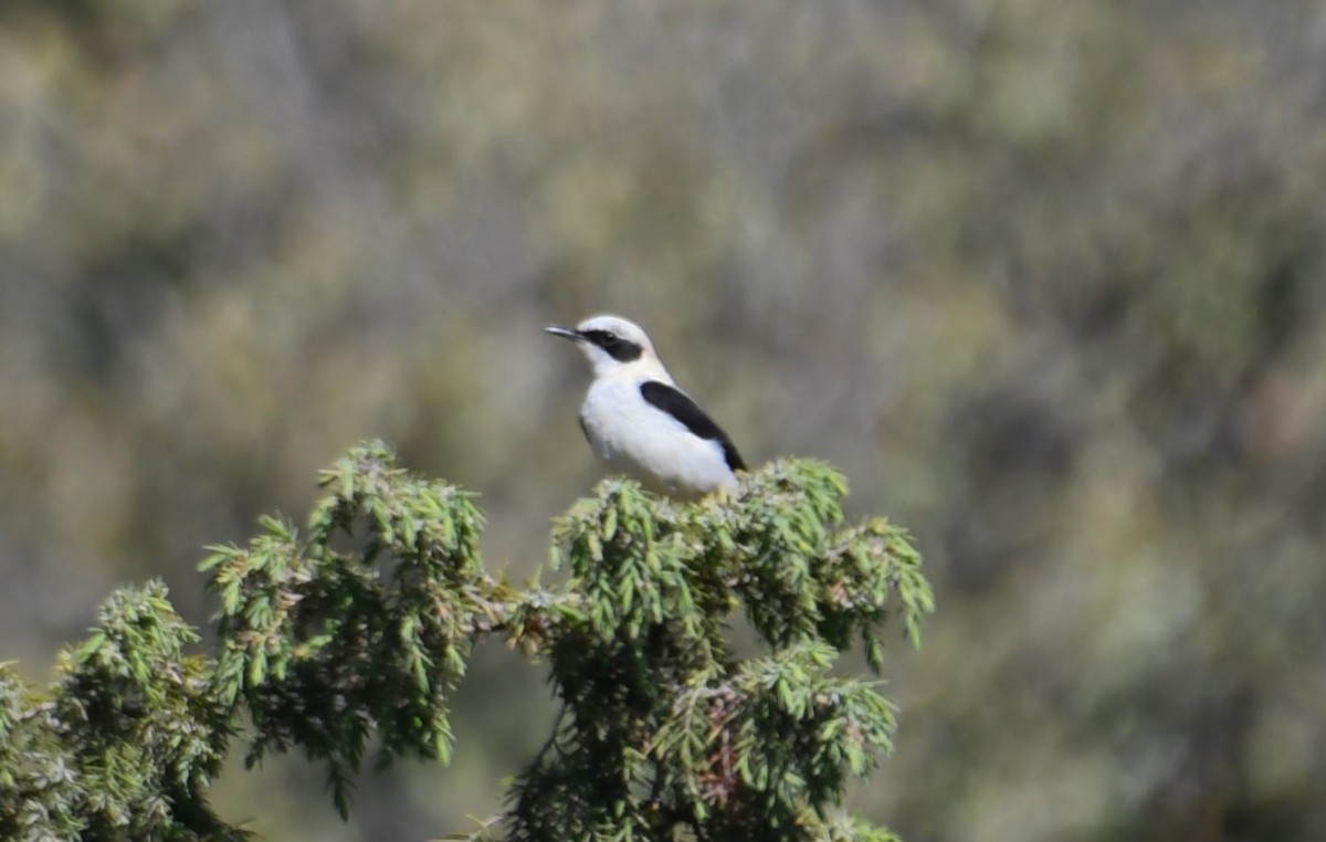 Western Black-eared Wheatear - Viorel-Ilie ARGHIUS