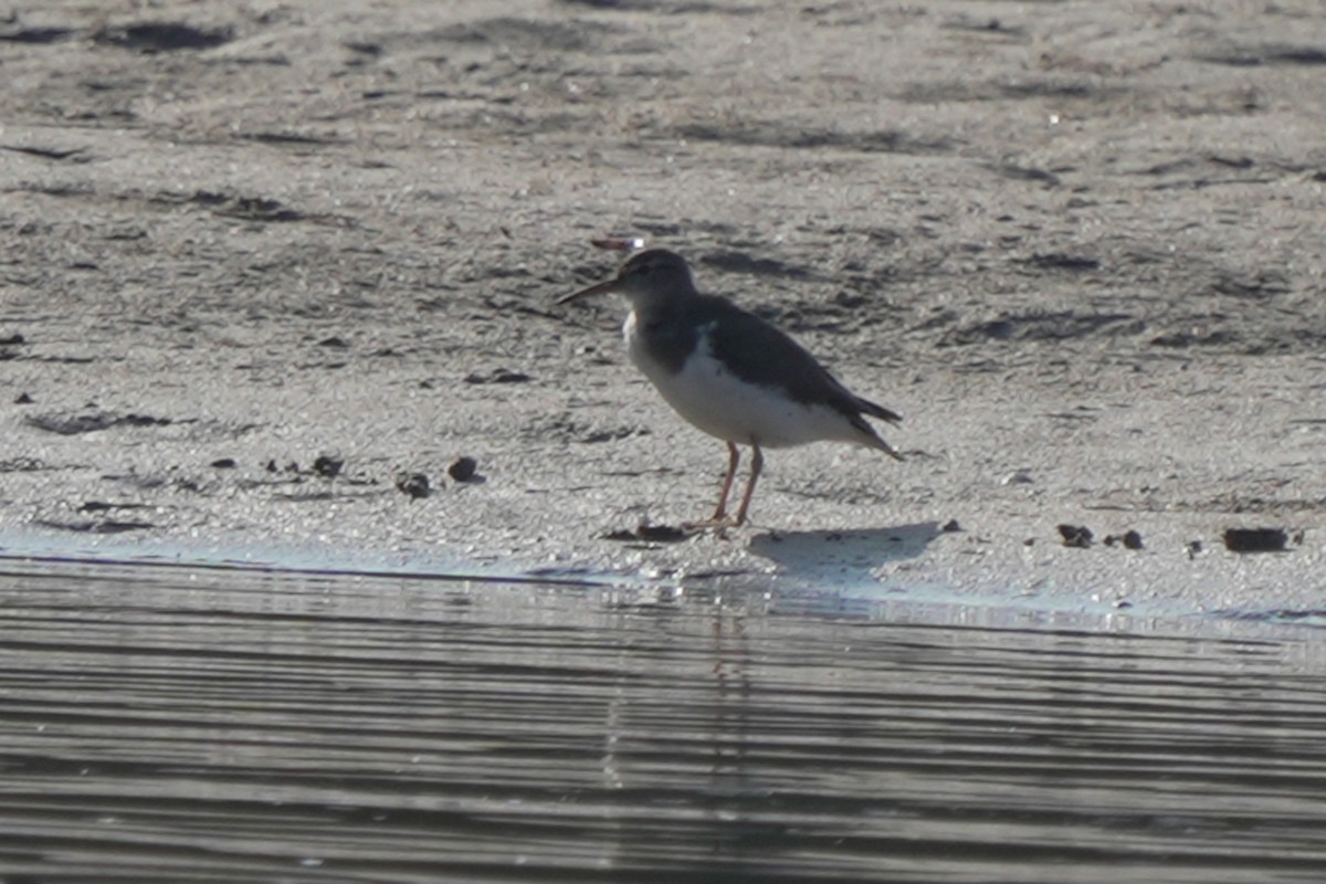 Spotted Sandpiper - Kenny Frisch