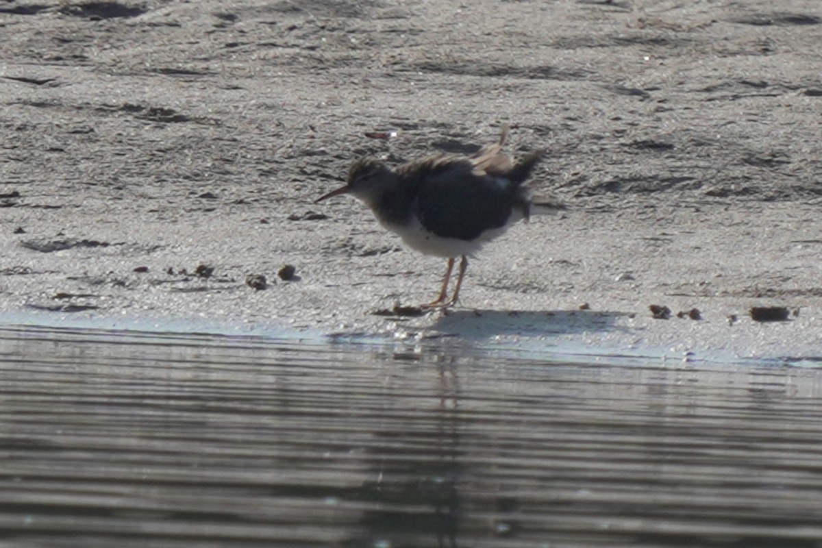 Spotted Sandpiper - Kenny Frisch